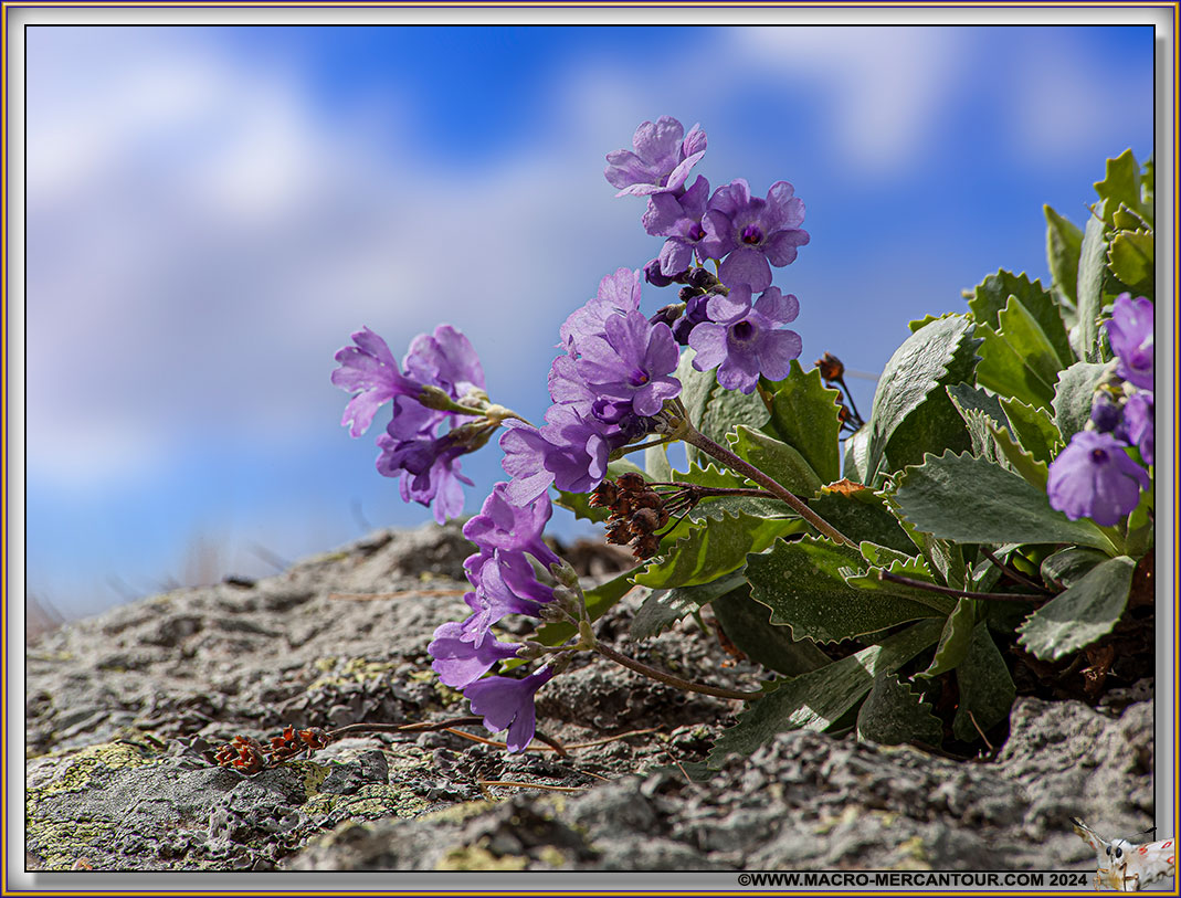 Primevère marginée 